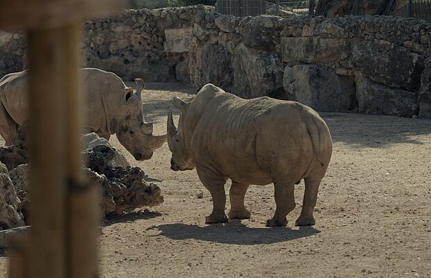 Filmstill mit Nashörnern, darunter Shalom