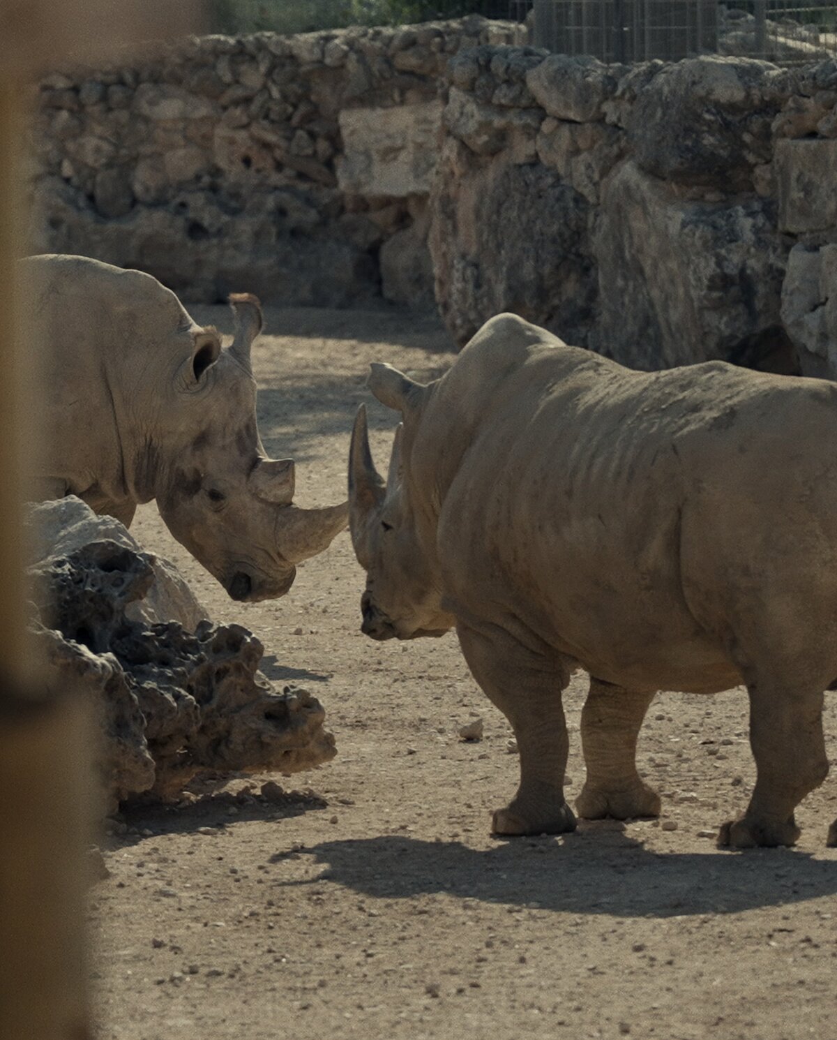 Filmstill mit Nashörnern, darunter Shalom